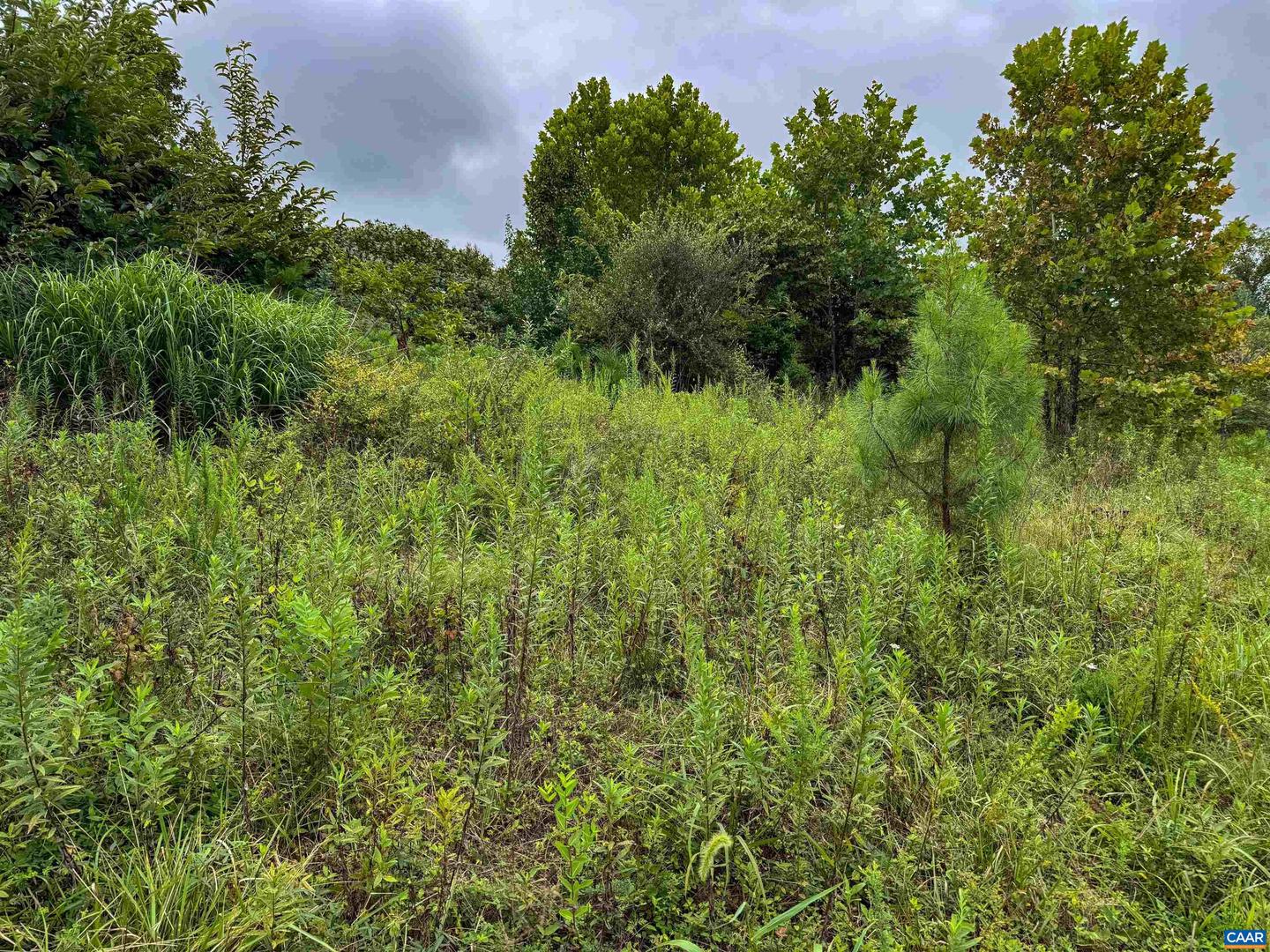 TBA OLD GREEN MOUNTAIN RD #00500, ESMONT, Virginia 22937, ,Farm,For sale,TBA OLD GREEN MOUNTAIN RD #00500,668925 MLS # 668925