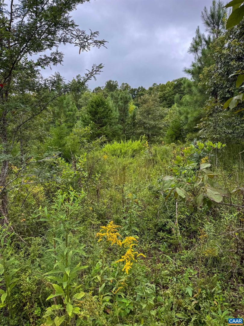 TBA OLD GREEN MOUNTAIN RD #00500, ESMONT, Virginia 22937, ,Farm,For sale,TBA OLD GREEN MOUNTAIN RD #00500,668925 MLS # 668925
