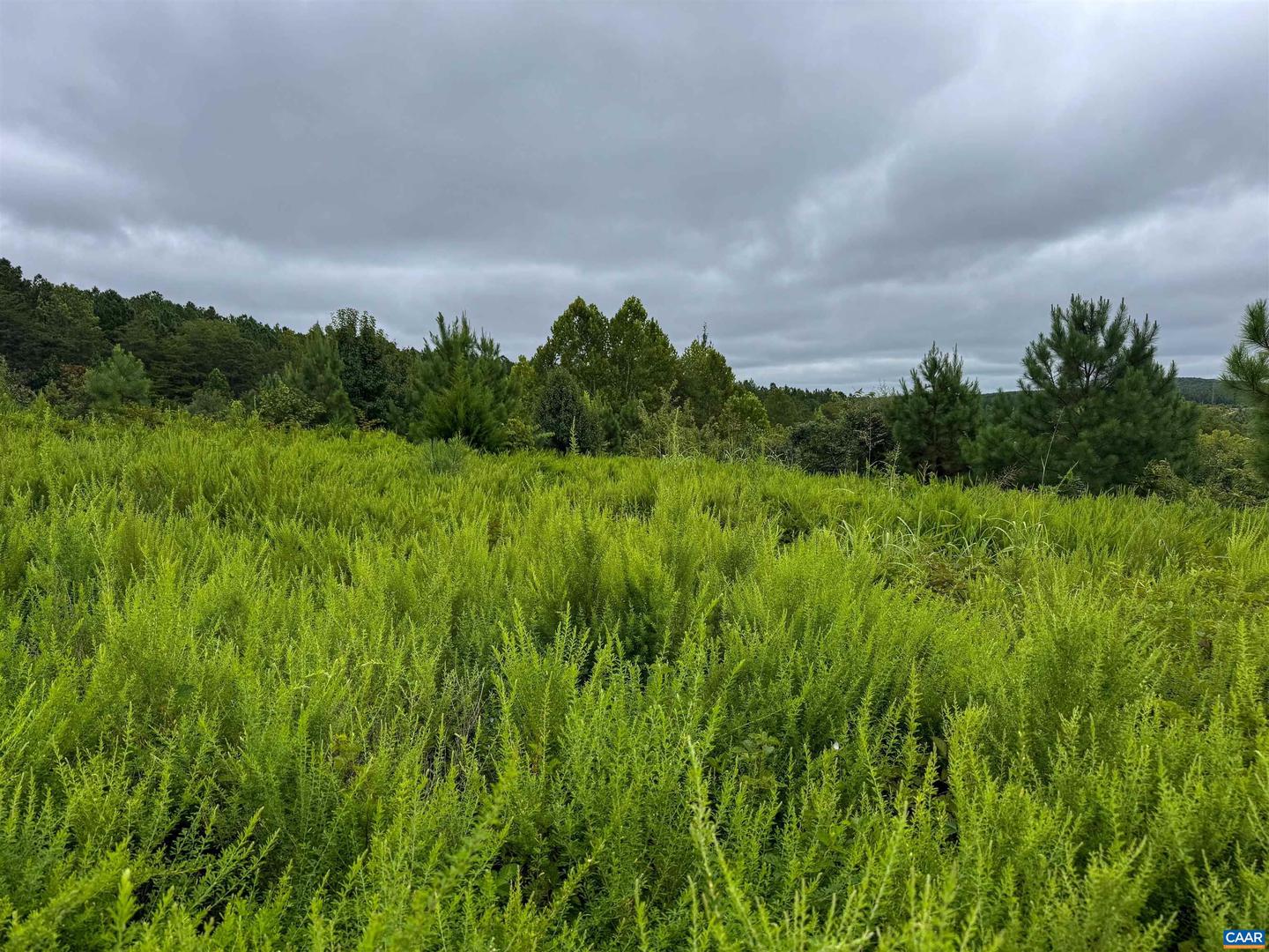 TBA OLD GREEN MOUNTAIN RD #00500, ESMONT, Virginia 22937, ,Farm,For sale,TBA OLD GREEN MOUNTAIN RD #00500,668925 MLS # 668925