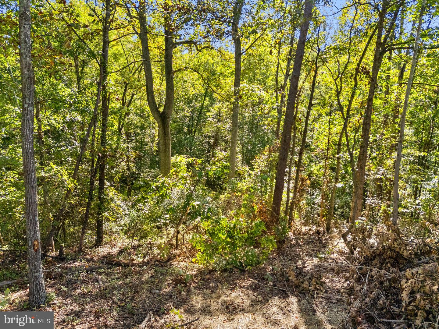 VACANT LAND CABIN BRANCH ROAD, MARSHALL, Virginia 20115, ,Land,For sale,VACANT LAND CABIN BRANCH ROAD,VAFQ2018238 MLS # VAFQ2018238