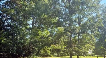LOT 1981 SHIPS CT, GREENBACKVILLE, Virginia 23356, ,Land,For sale,LOT 1981 SHIPS CT,VAAC2002250 MLS # VAAC2002250