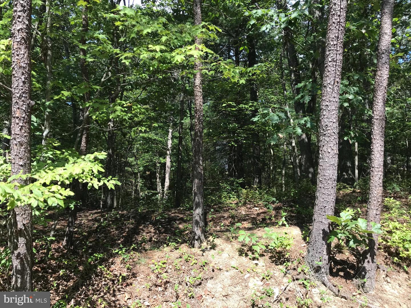 0 MALLARD DR, MOUNT JACKSON, Virginia 22842, ,Land,For sale,0 MALLARD DR,VASH2007766 MLS # VASH2007766