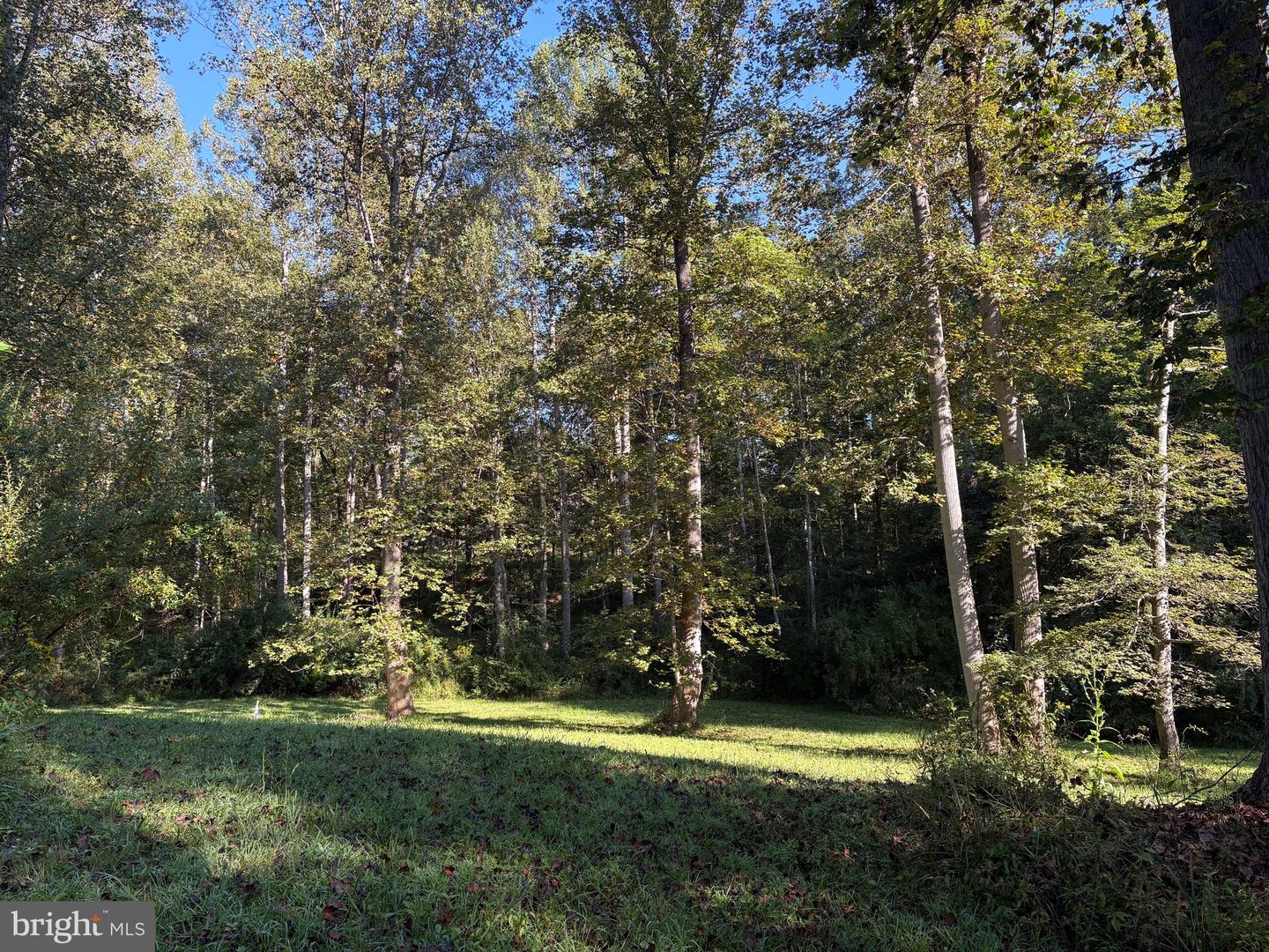 0 PINE TORCH, MADISON, Virginia 22727, ,Land,For sale,0 PINE TORCH,VAMA2002444 MLS # VAMA2002444