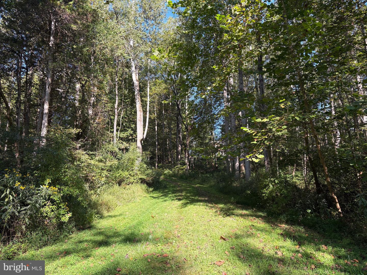 0 PINE TORCH, MADISON, Virginia 22727, ,Land,For sale,0 PINE TORCH,VAMA2002444 MLS # VAMA2002444