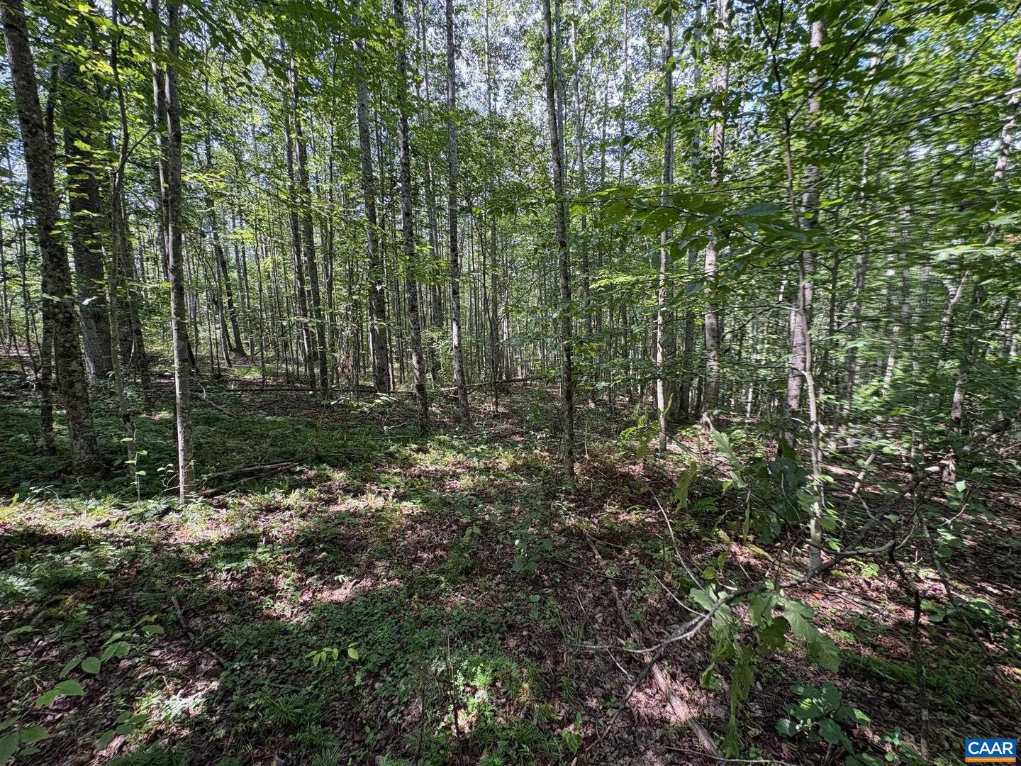 PART OF TM 24-1 MITCHELL MOUNTAIN RD #PORTION OF T, HAYWOOD, Virginia 22722, ,Land,For sale,PART OF TM 24-1 MITCHELL MOUNTAIN RD #PORTION OF T,669086 MLS # 669086