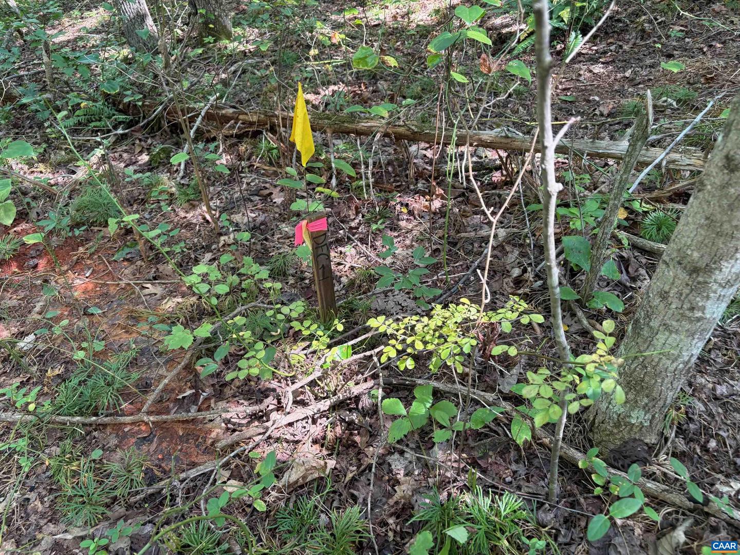 PART OF TM 24-1 MITCHELL MOUNTAIN RD #PORTION OF T, HAYWOOD, Virginia 22722, ,Land,For sale,PART OF TM 24-1 MITCHELL MOUNTAIN RD #PORTION OF T,669086 MLS # 669086