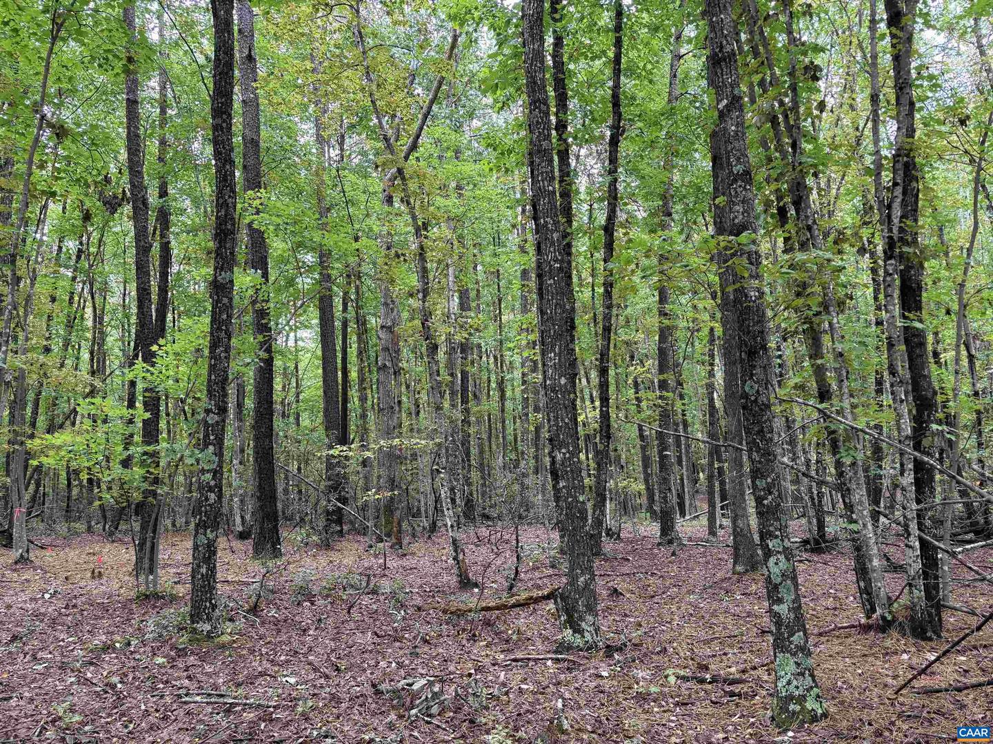 0 MEADOW CREEK RD, WINGINA, Virginia 24599, ,Land,For sale,0 MEADOW CREEK RD,669096 MLS # 669096