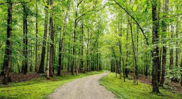 TBD THORN ROSE LN, CHARLOTTESVILLE, Virginia 22902, ,Farm,For sale,TBD THORN ROSE LN,669097 MLS # 669097