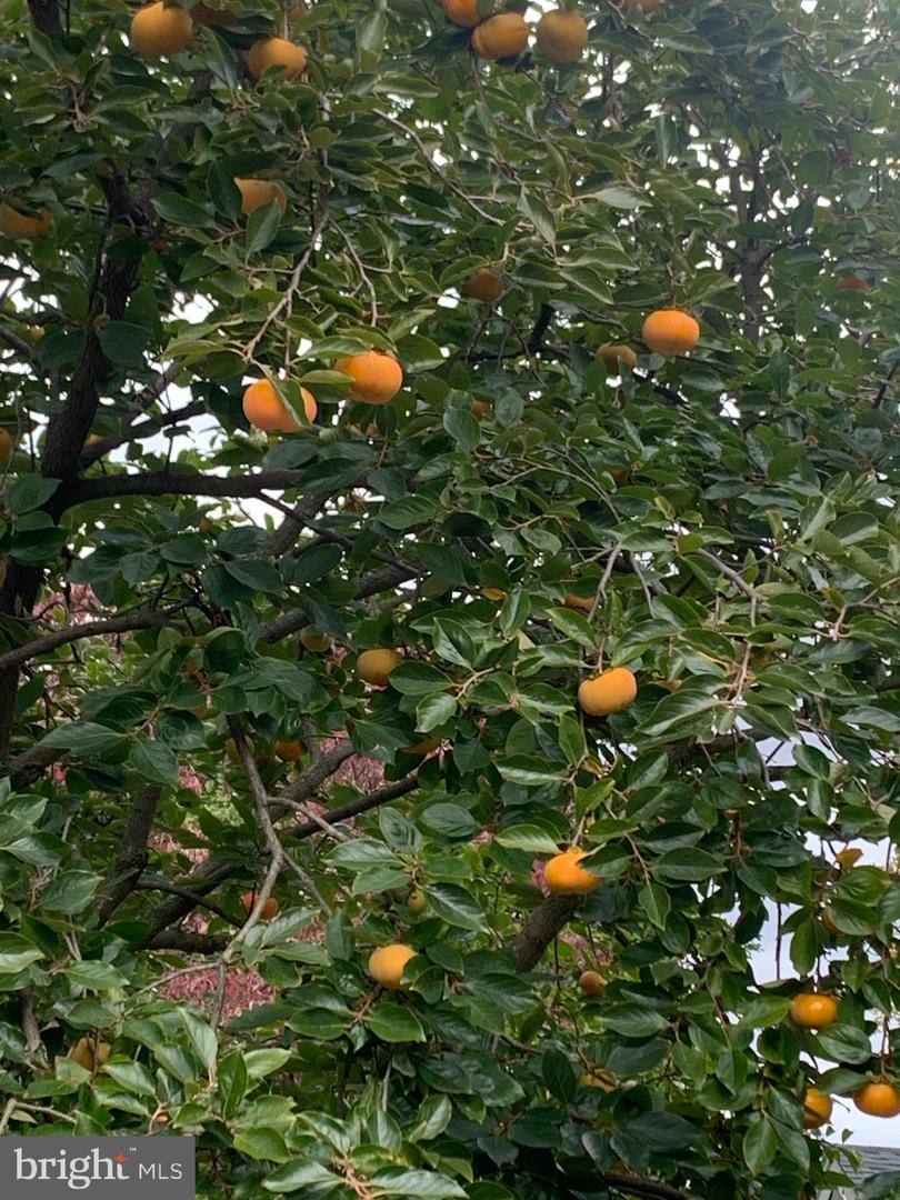 510 WALKER ST SW, VIENNA, Virginia 22180, 5 Bedrooms Bedrooms, ,4 BathroomsBathrooms,Residential,For sale,510 WALKER ST SW,VAFX2267652 MLS # VAFX2267652