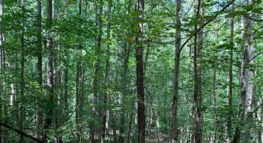 GREENFIELD RD #3 LOTS, 30, 000 EACH, TYE RIVER, Virginia 22922, ,Land,For sale,GREENFIELD RD #3 LOTS, 30,000 EACH,669120 MLS # 669120