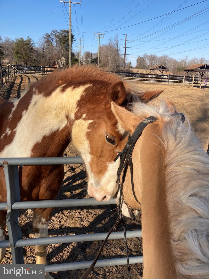 2425 HARPOON DR, STAFFORD, Virginia 22554, 4 Bedrooms Bedrooms, ,2 BathroomsBathrooms,Residential,For sale,2425 HARPOON DR,VAST2042170 MLS # VAST2042170