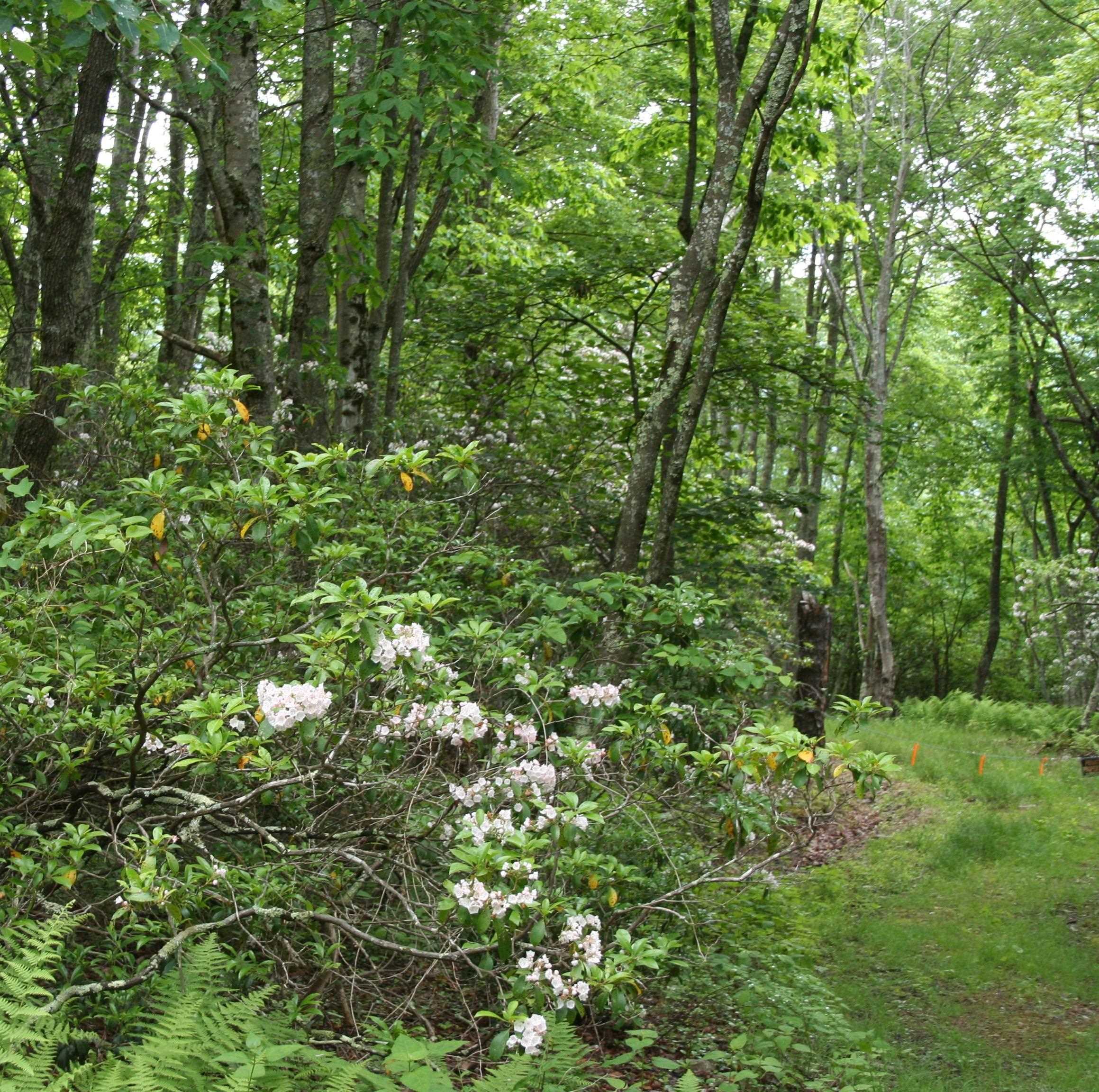 SUMMIT DR, MONTEREY, Virginia 24465, ,Land,Lot 93 High Valley,SUMMIT DR,669156 MLS # 669156