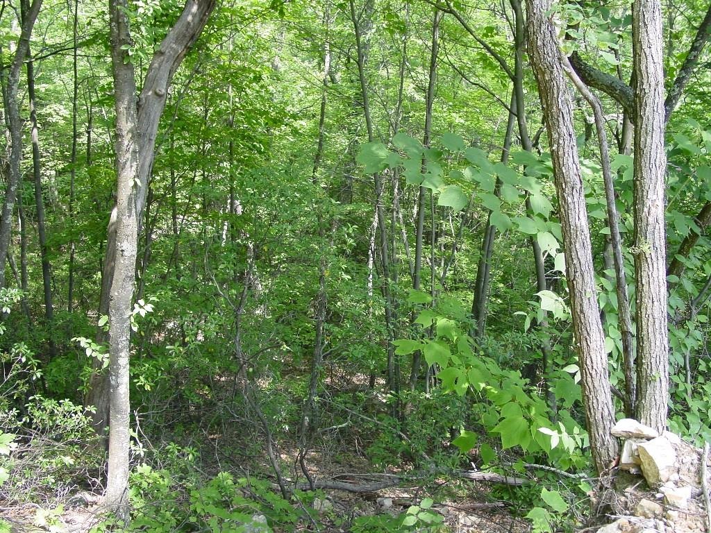 SUMMIT DR, MONTEREY, Virginia 24465, ,Land,Lot 93 High Valley,SUMMIT DR,669156 MLS # 669156