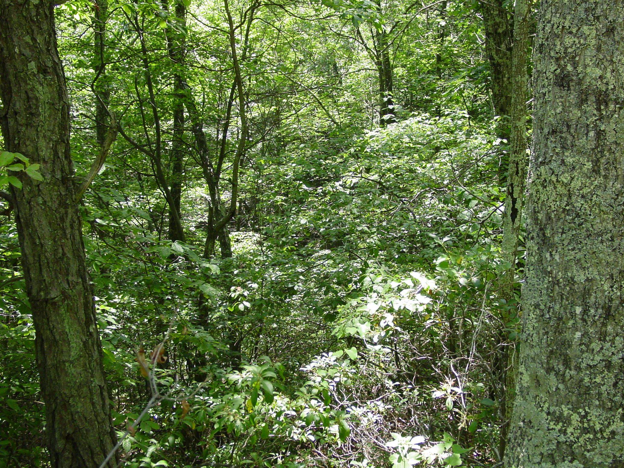 SUMMIT DR, MONTEREY, Virginia 24465, ,Land,Lot 93 High Valley,SUMMIT DR,669156 MLS # 669156
