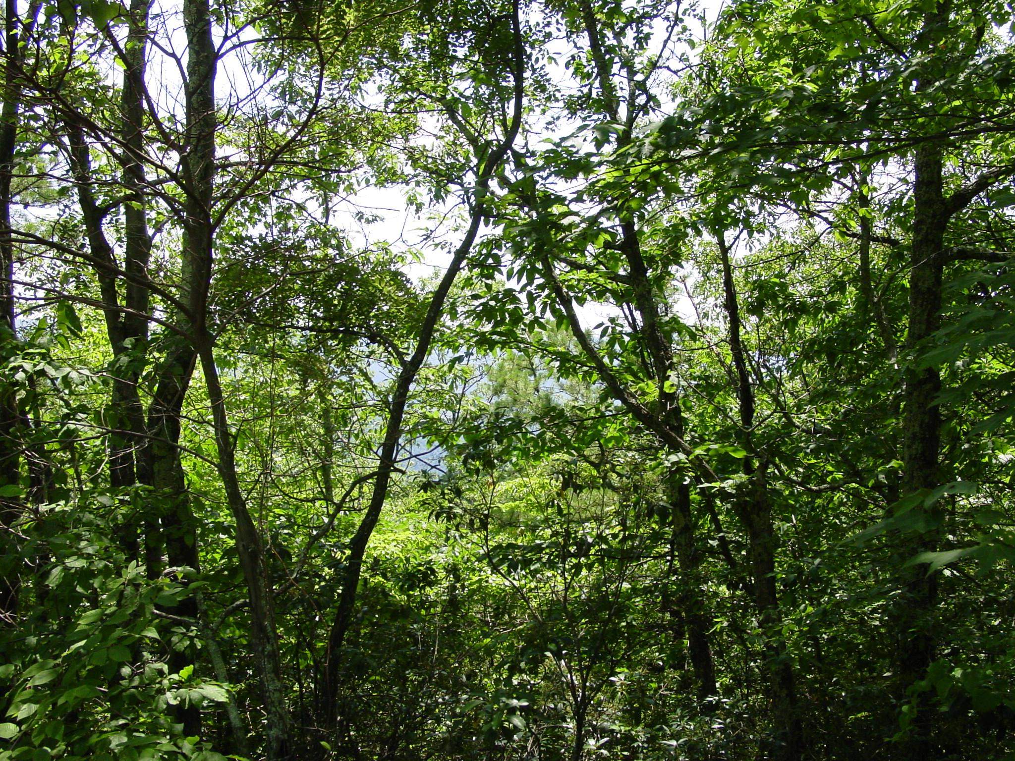 SUMMIT DR, MONTEREY, Virginia 24465, ,Land,Lot 93 High Valley,SUMMIT DR,669156 MLS # 669156
