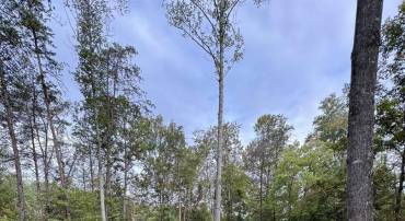 2.39 ACRES PLANK RD, BATESVILLE, Virginia 22924, ,Land,For sale,2.39 ACRES PLANK RD,669148 MLS # 669148