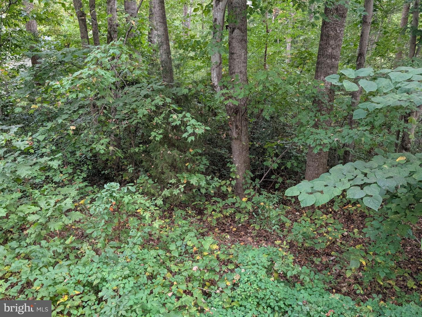 203 BATTLEFIELD RD, LOCUST GROVE, Virginia 22508, ,Land,For sale,203 BATTLEFIELD RD,VAOR2012328 MLS # VAOR2012328