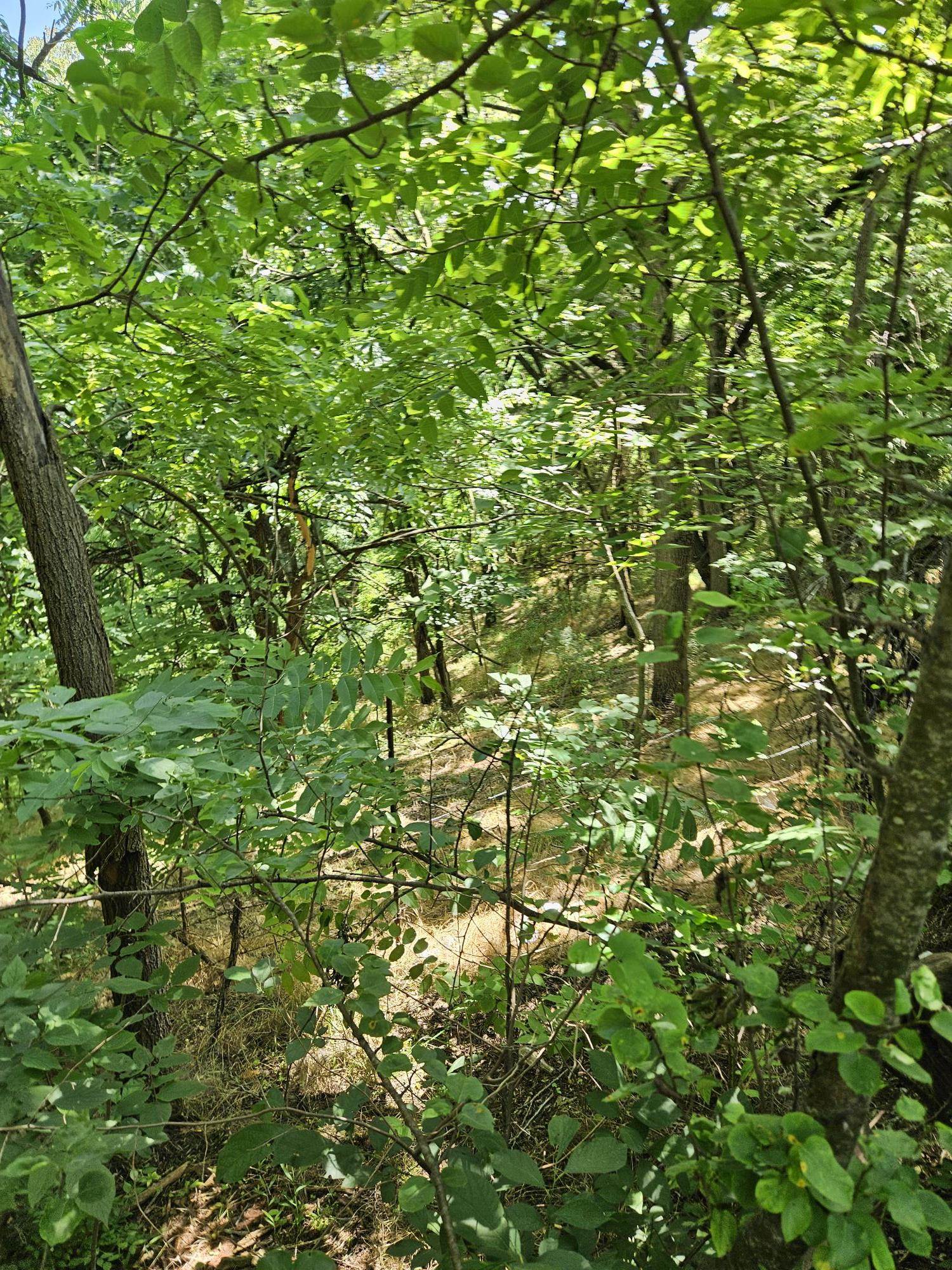 3 acres MOSSY CREEK RD, MOUNT SOLON, Virginia 22843, ,Land,3 acres MOSSY CREEK RD,669327 MLS # 669327