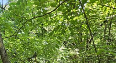 3 acres MOSSY CREEK RD, MOUNT SOLON, Virginia 22843, ,Land,3 acres MOSSY CREEK RD,669327 MLS # 669327