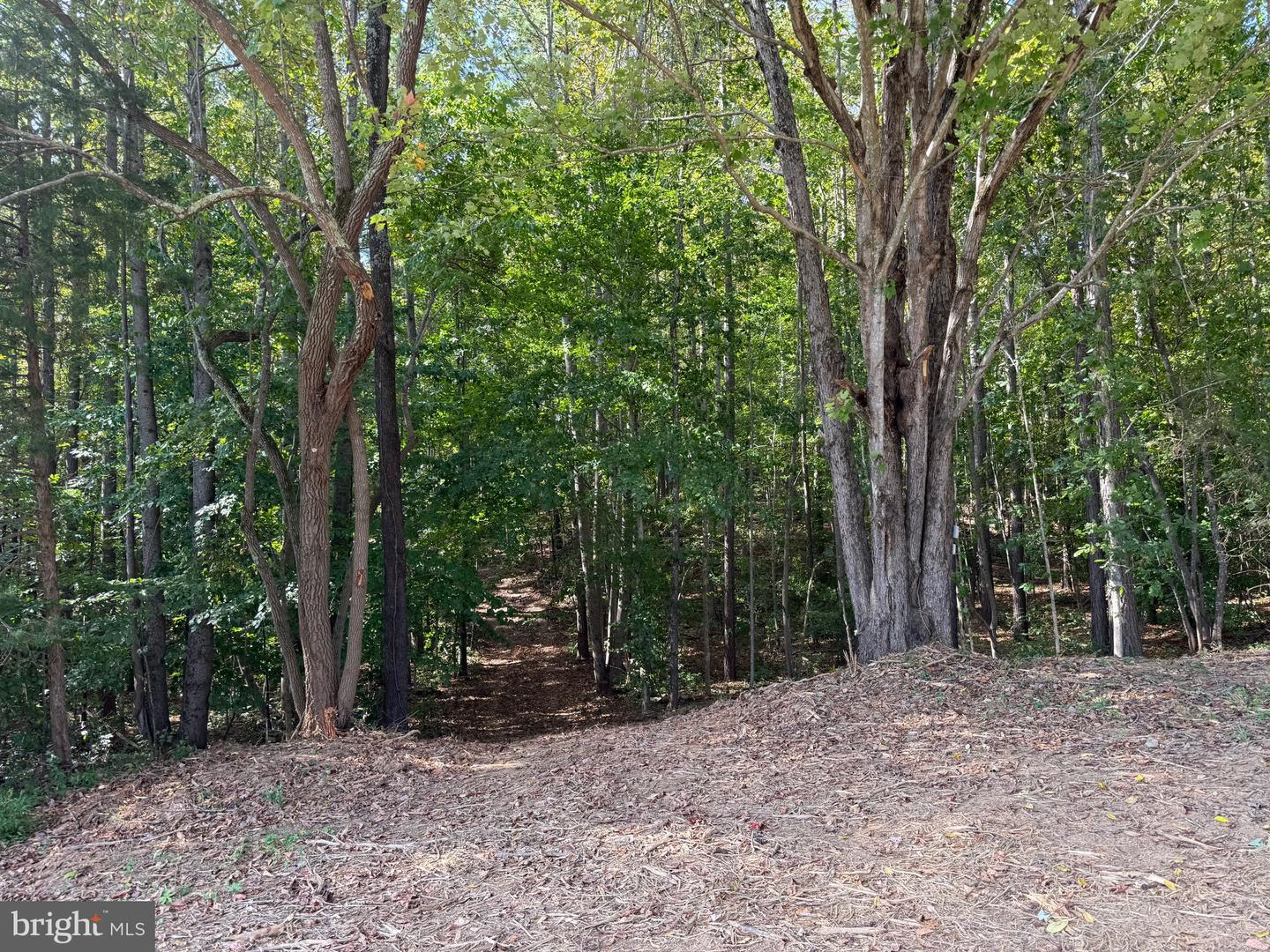 0 COLEMAN MOUNTAIN RD, APPOMATTOX, Virginia 24522, ,Farm,For sale,0 COLEMAN MOUNTAIN RD,VAAV2000038 MLS # VAAV2000038