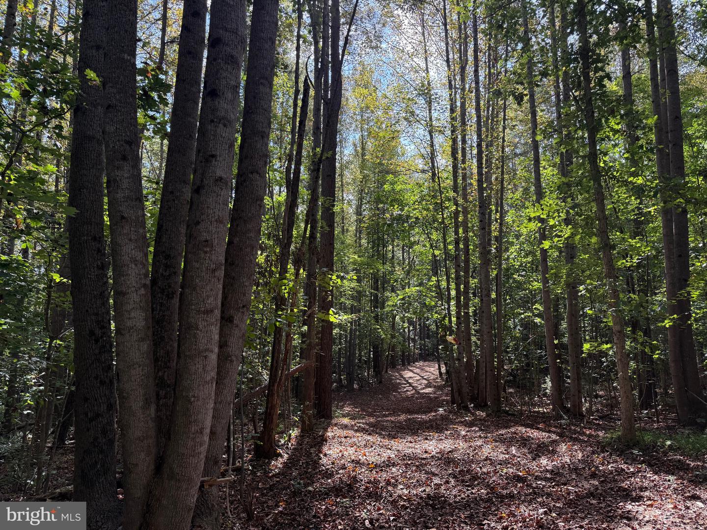 0 COLEMAN MOUNTAIN RD, APPOMATTOX, Virginia 24522, ,Farm,For sale,0 COLEMAN MOUNTAIN RD,VAAV2000038 MLS # VAAV2000038