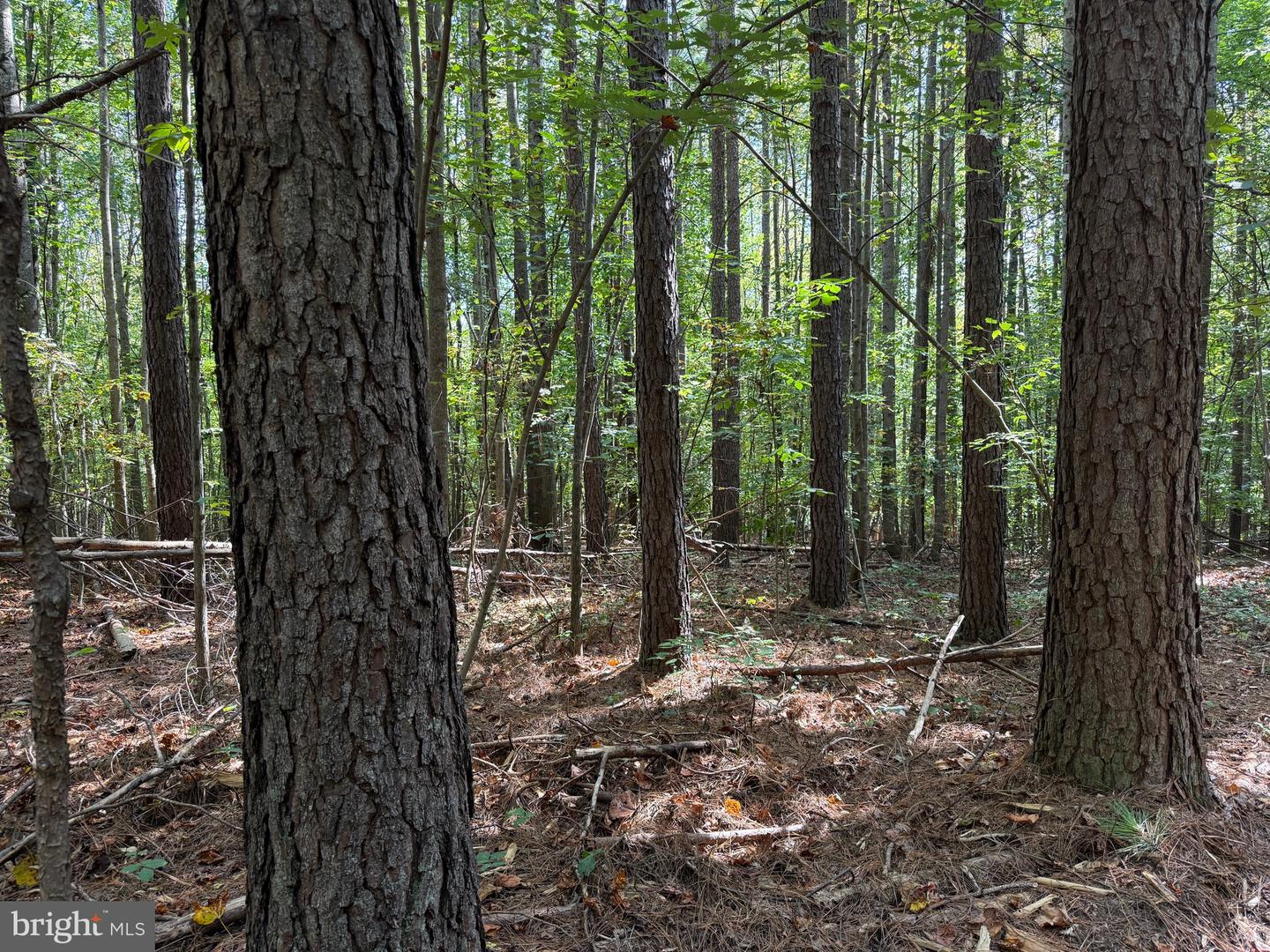 0 COLEMAN MOUNTAIN RD, APPOMATTOX, Virginia 24522, ,Farm,For sale,0 COLEMAN MOUNTAIN RD,VAAV2000038 MLS # VAAV2000038