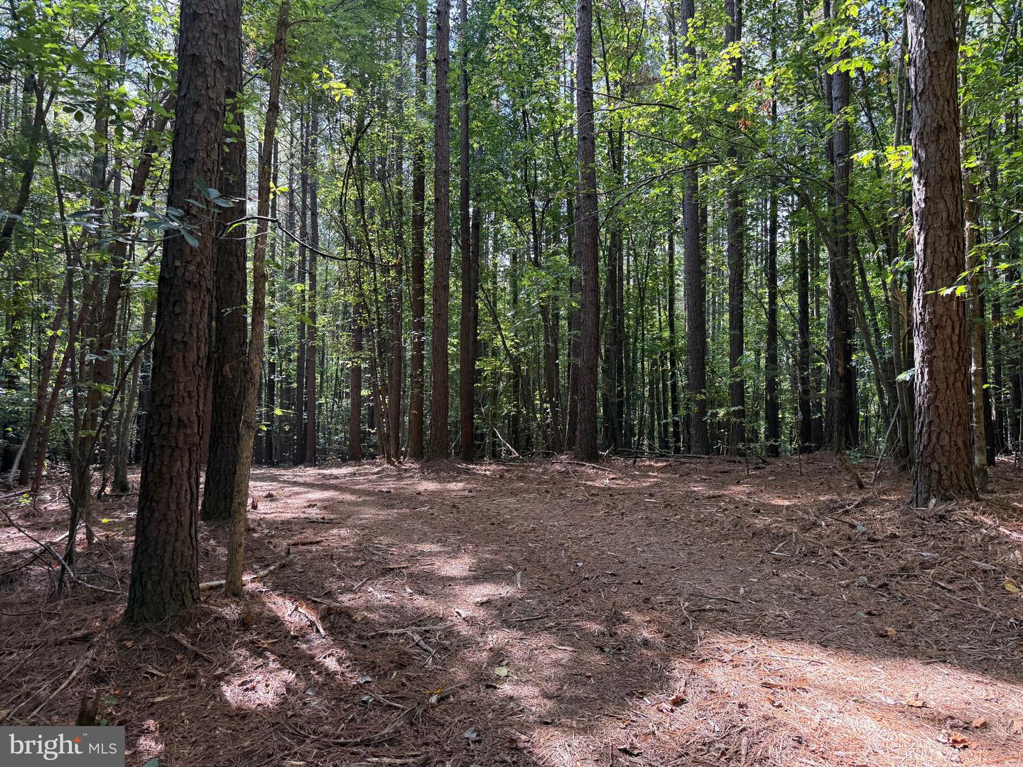 0 COLEMAN MOUNTAIN RD, APPOMATTOX, Virginia 24522, ,Farm,For sale,0 COLEMAN MOUNTAIN RD,VAAV2000038 MLS # VAAV2000038