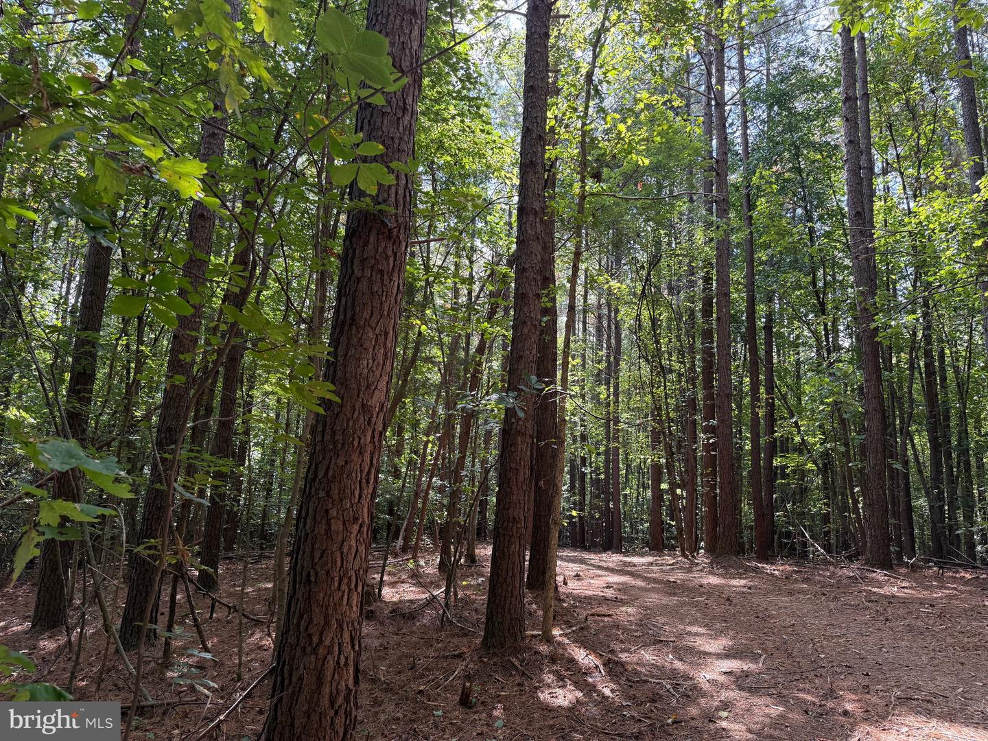 0 COLEMAN MOUNTAIN RD, APPOMATTOX, Virginia 24522, ,Farm,For sale,0 COLEMAN MOUNTAIN RD,VAAV2000038 MLS # VAAV2000038