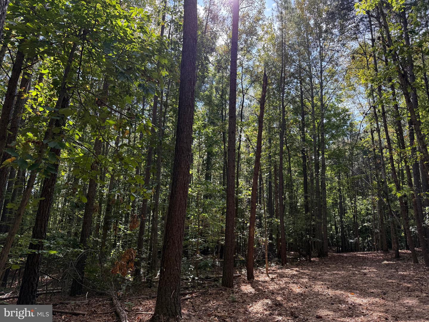 0 COLEMAN MOUNTAIN RD, APPOMATTOX, Virginia 24522, ,Farm,For sale,0 COLEMAN MOUNTAIN RD,VAAV2000038 MLS # VAAV2000038