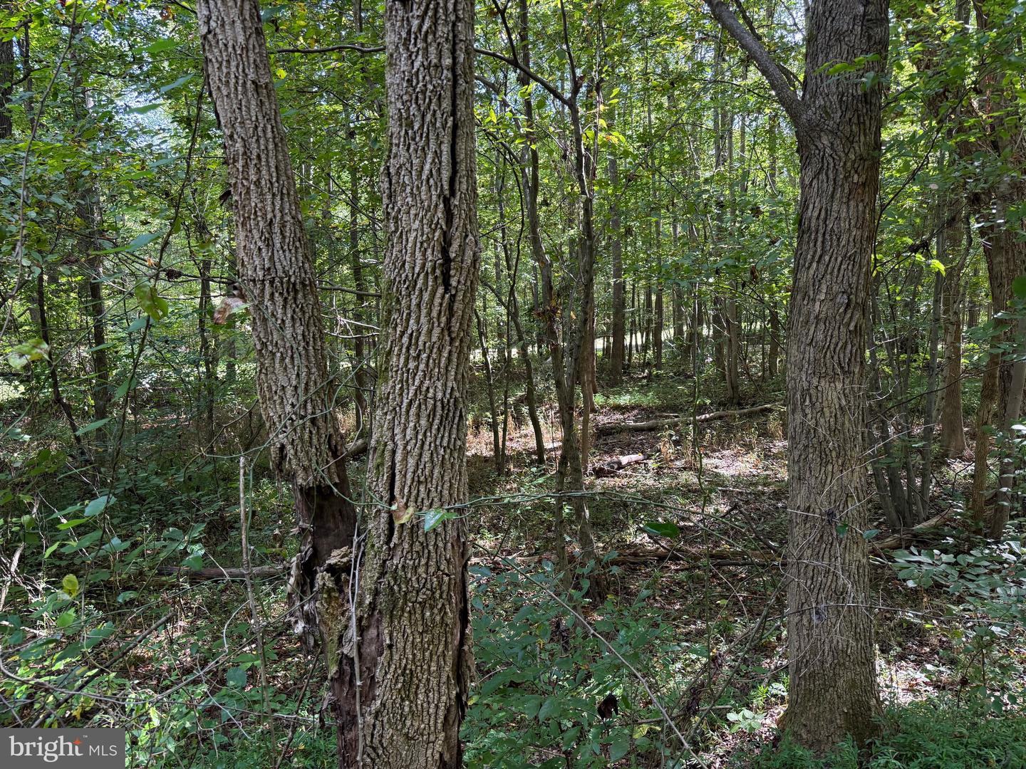 0 COLEMAN MOUNTAIN RD, APPOMATTOX, Virginia 24522, ,Farm,For sale,0 COLEMAN MOUNTAIN RD,VAAV2000038 MLS # VAAV2000038