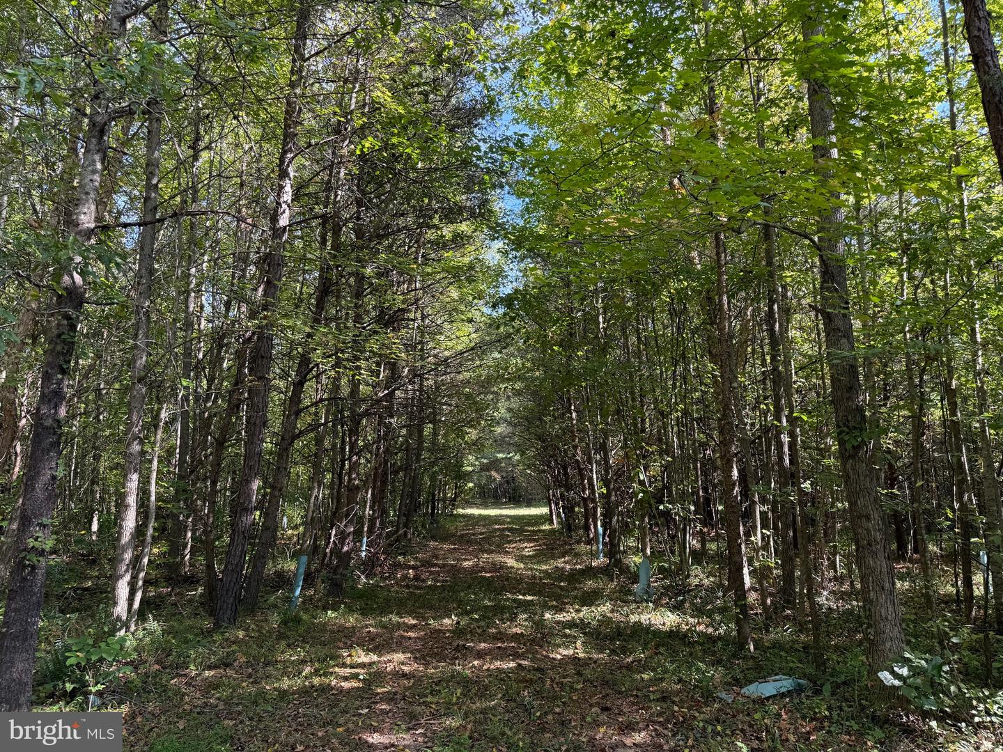 0 COLEMAN MOUNTAIN RD, APPOMATTOX, Virginia 24522, ,Farm,For sale,0 COLEMAN MOUNTAIN RD,VAAV2000038 MLS # VAAV2000038
