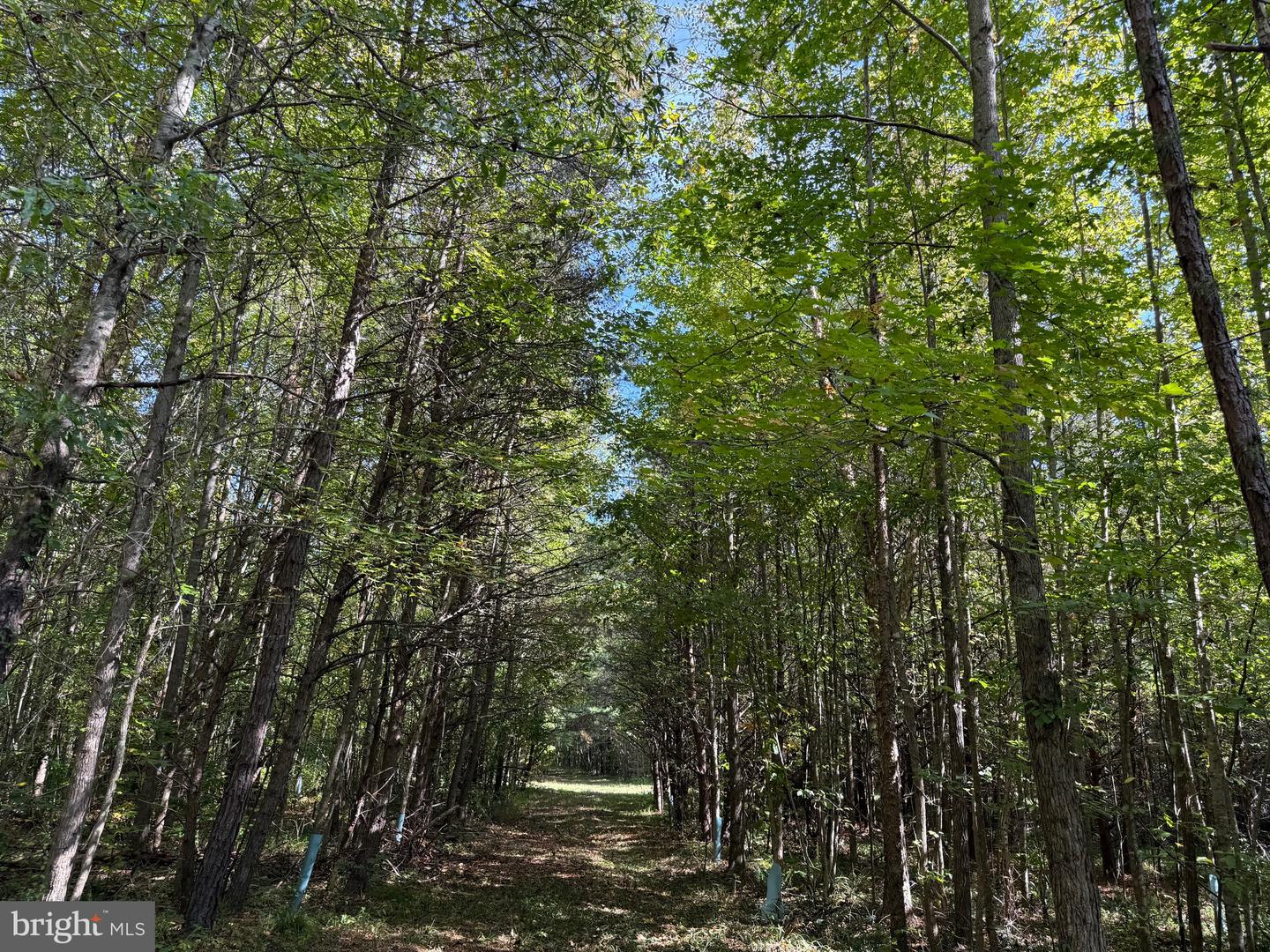 0 COLEMAN MOUNTAIN RD, APPOMATTOX, Virginia 24522, ,Farm,For sale,0 COLEMAN MOUNTAIN RD,VAAV2000038 MLS # VAAV2000038