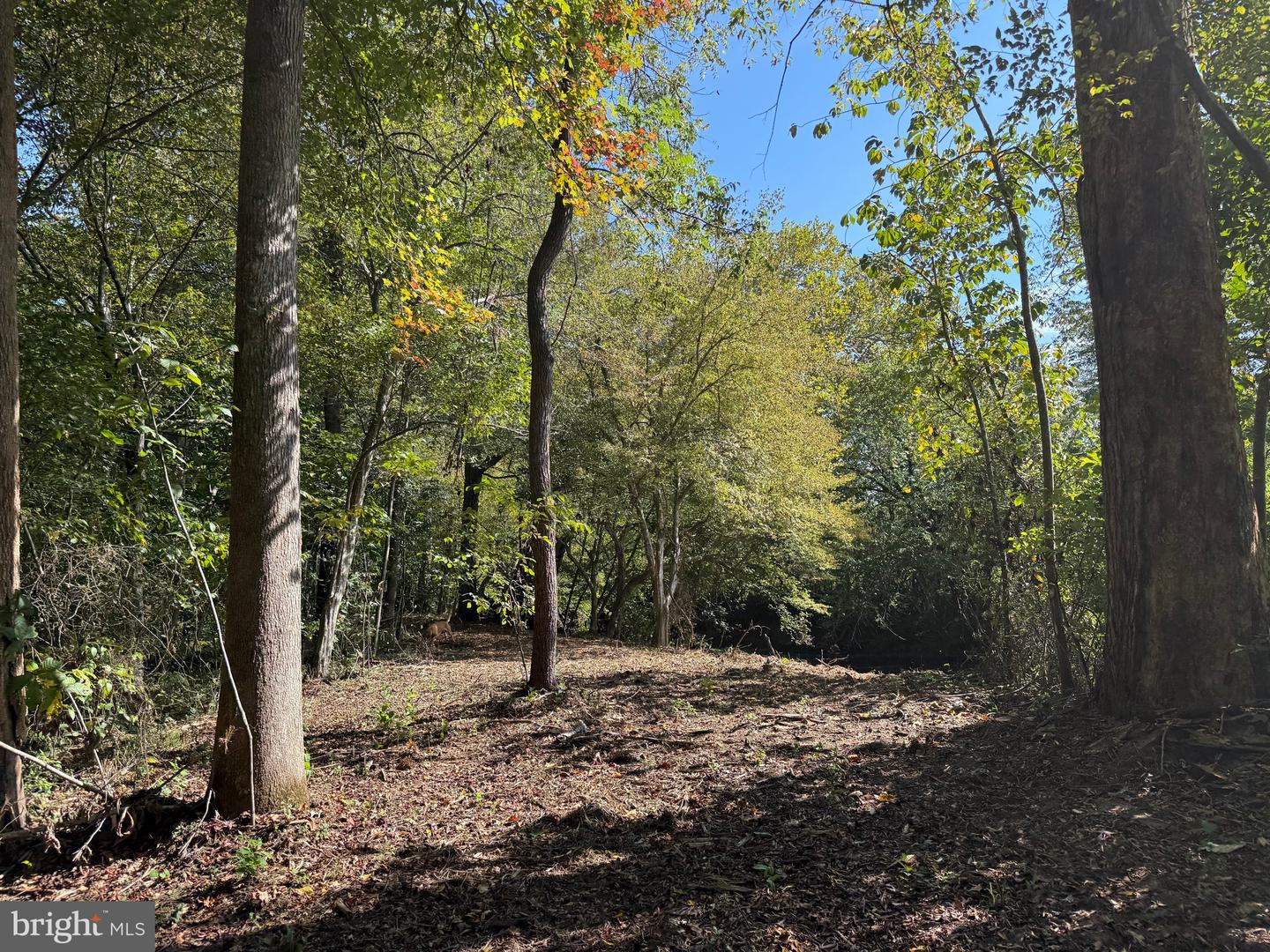 0 COLEMAN MOUNTAIN RD, APPOMATTOX, Virginia 24522, ,Farm,For sale,0 COLEMAN MOUNTAIN RD,VAAV2000038 MLS # VAAV2000038