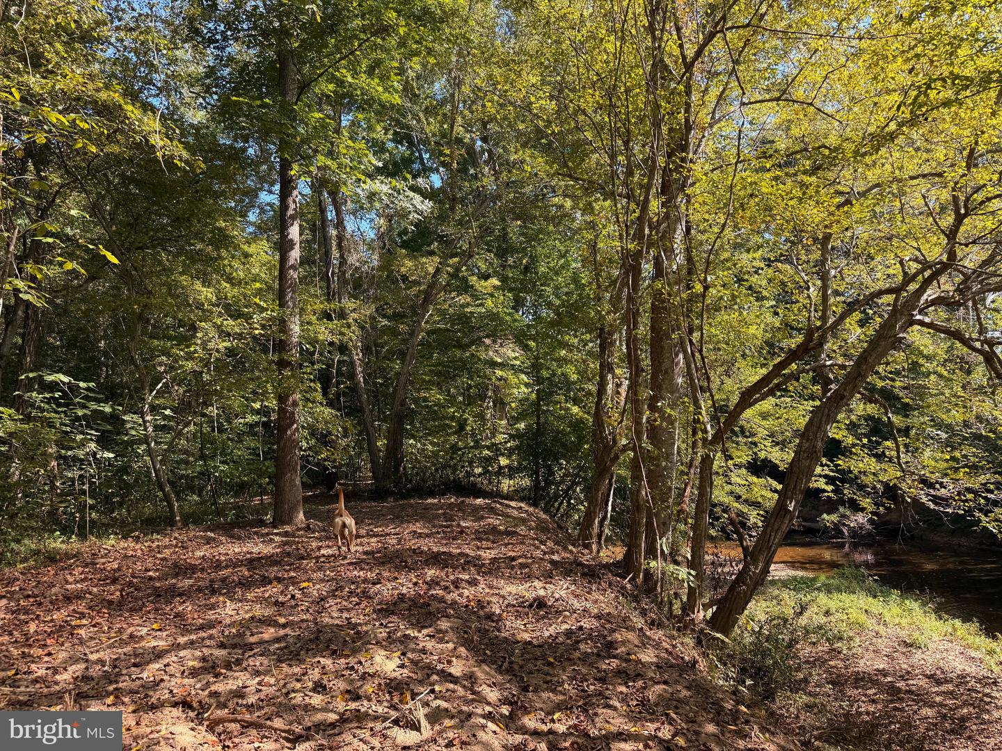 0 COLEMAN MOUNTAIN RD, APPOMATTOX, Virginia 24522, ,Farm,For sale,0 COLEMAN MOUNTAIN RD,VAAV2000038 MLS # VAAV2000038