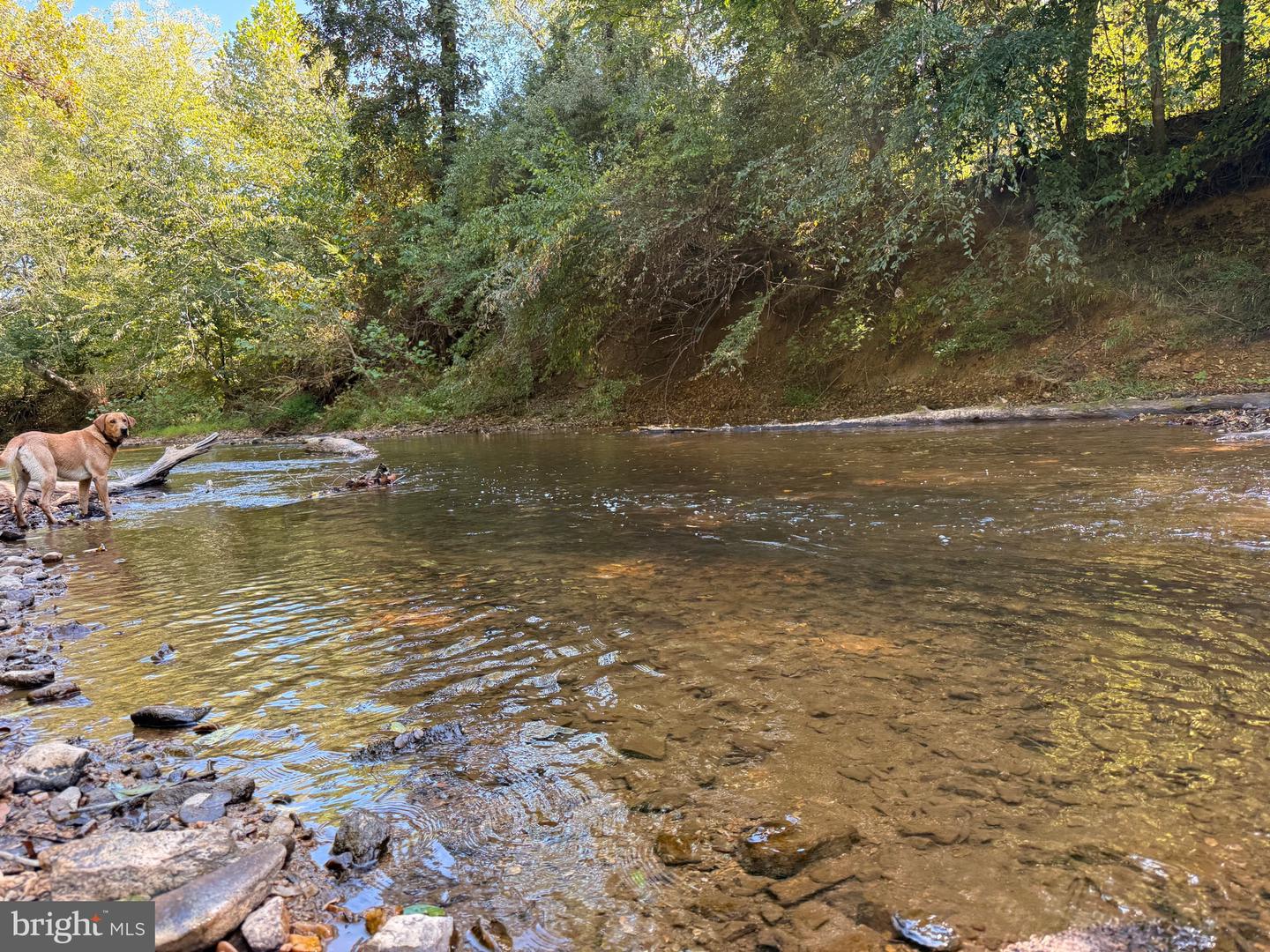 0 COLEMAN MOUNTAIN RD, APPOMATTOX, Virginia 24522, ,Farm,For sale,0 COLEMAN MOUNTAIN RD,VAAV2000038 MLS # VAAV2000038