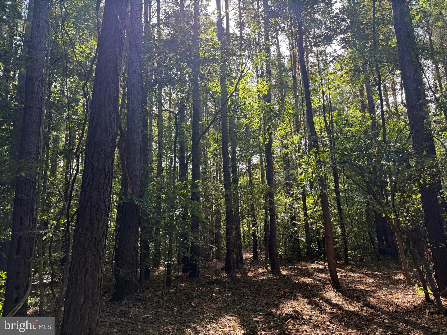 0 COLEMAN MOUNTAIN RD, APPOMATTOX, Virginia 24522, ,Farm,For sale,0 COLEMAN MOUNTAIN RD,VAAV2000038 MLS # VAAV2000038