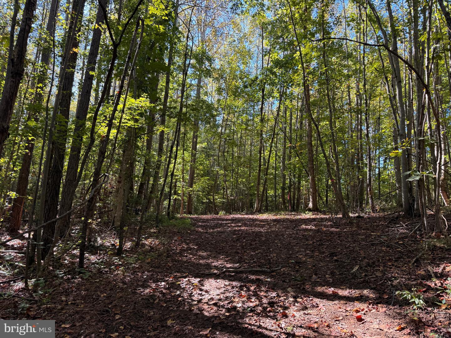 0 COLEMAN MOUNTAIN RD, APPOMATTOX, Virginia 24522, ,Farm,For sale,0 COLEMAN MOUNTAIN RD,VAAV2000038 MLS # VAAV2000038