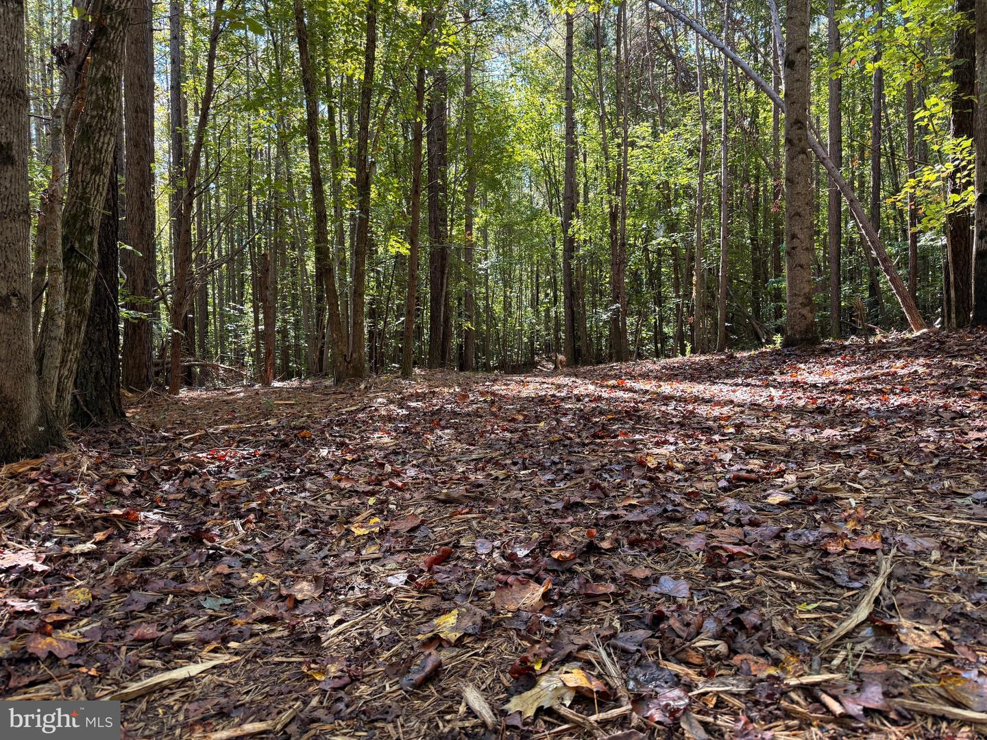 0 COLEMAN MOUNTAIN RD, APPOMATTOX, Virginia 24522, ,Farm,For sale,0 COLEMAN MOUNTAIN RD,VAAV2000038 MLS # VAAV2000038