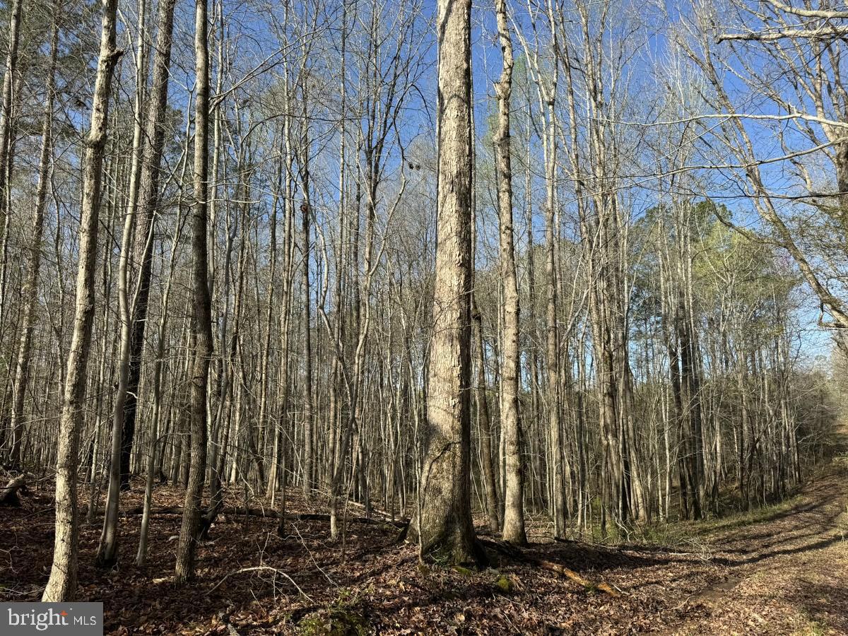 0 TAYLOR LN, LAWRENCEVILLE, Virginia 23868, ,Land,For sale,0 TAYLOR LN,VABW2000068 MLS # VABW2000068