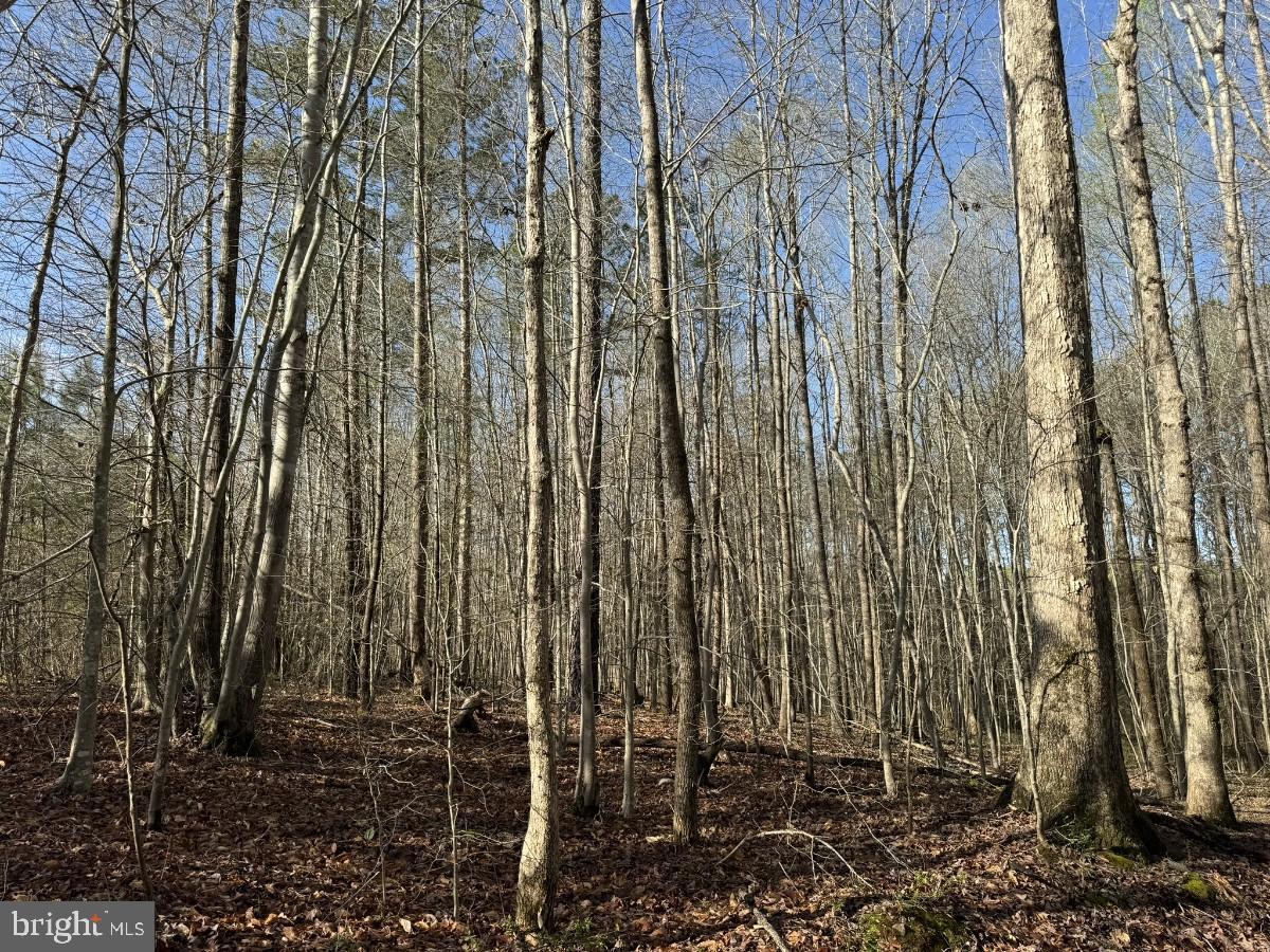 0 TAYLOR LN, LAWRENCEVILLE, Virginia 23868, ,Land,For sale,0 TAYLOR LN,VABW2000068 MLS # VABW2000068