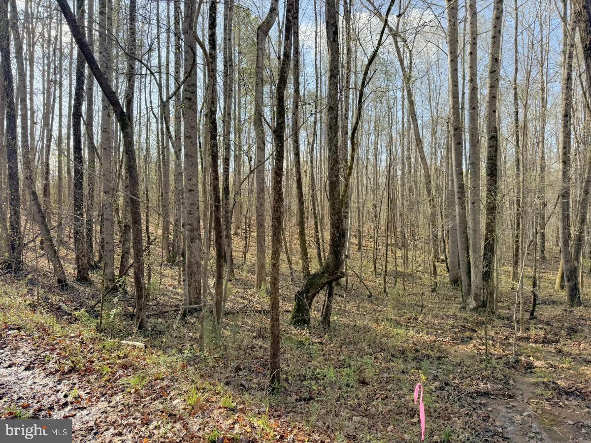 0 TAYLOR LN, LAWRENCEVILLE, Virginia 23868, ,Land,For sale,0 TAYLOR LN,VABW2000068 MLS # VABW2000068