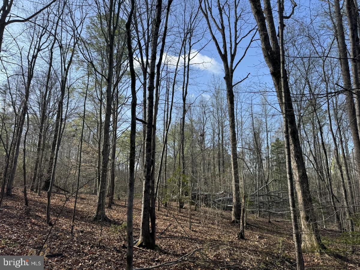 0 TAYLOR LN, LAWRENCEVILLE, Virginia 23868, ,Land,For sale,0 TAYLOR LN,VABW2000068 MLS # VABW2000068