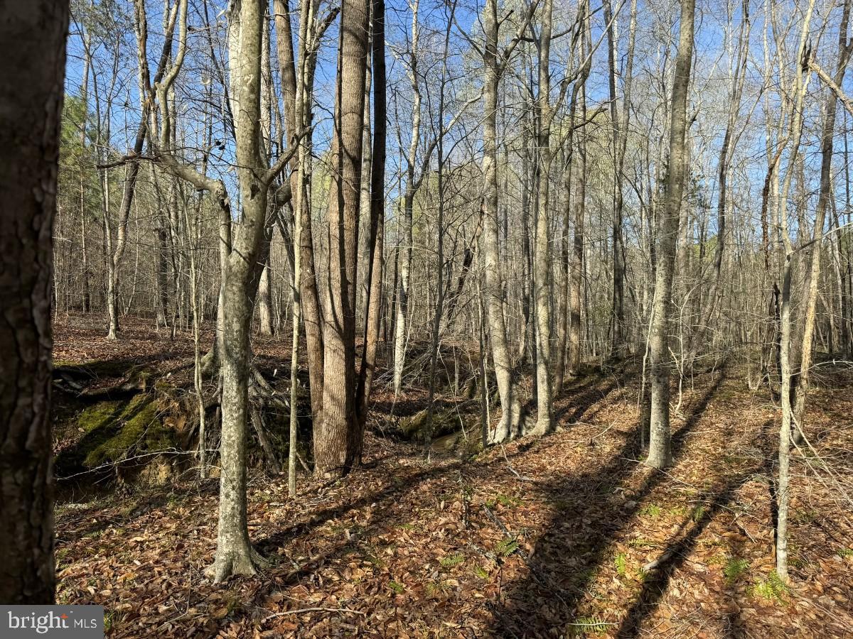 0 TAYLOR LN, LAWRENCEVILLE, Virginia 23868, ,Land,For sale,0 TAYLOR LN,VABW2000068 MLS # VABW2000068