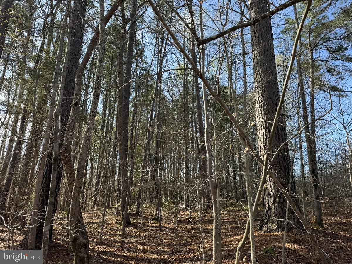 0 TAYLOR LN, LAWRENCEVILLE, Virginia 23868, ,Land,For sale,0 TAYLOR LN,VABW2000068 MLS # VABW2000068
