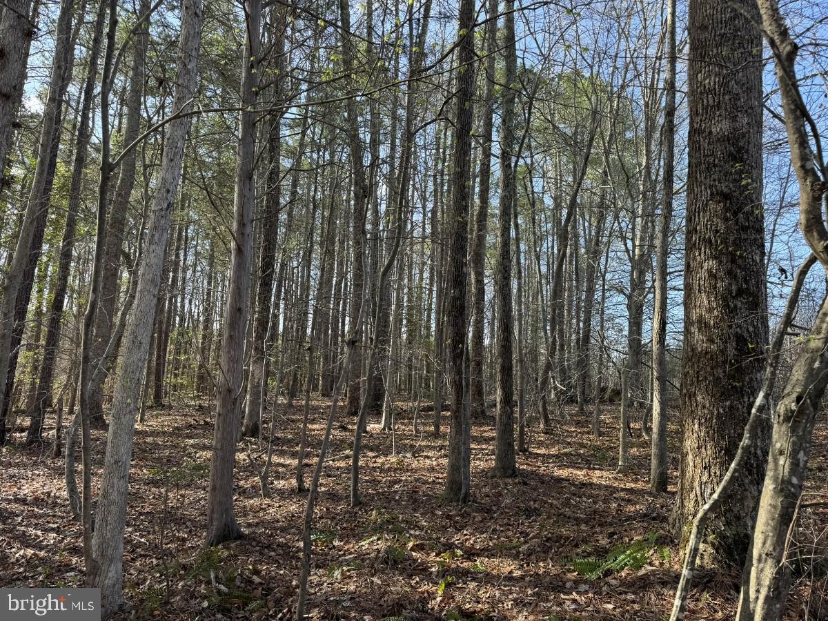 0 TAYLOR LN, LAWRENCEVILLE, Virginia 23868, ,Land,For sale,0 TAYLOR LN,VABW2000068 MLS # VABW2000068