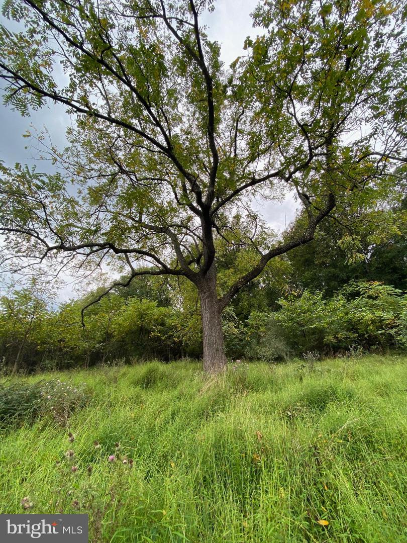 GOONEY MANOR LOOP, BENTONVILLE, Virginia 22610, ,Land,For sale,GOONEY MANOR LOOP,VAWR2012426 MLS # VAWR2012426
