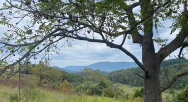 GOONEY MANOR LOOP, BENTONVILLE, Virginia 22610, ,Land,For sale,GOONEY MANOR LOOP,VAWR2012426 MLS # VAWR2012426