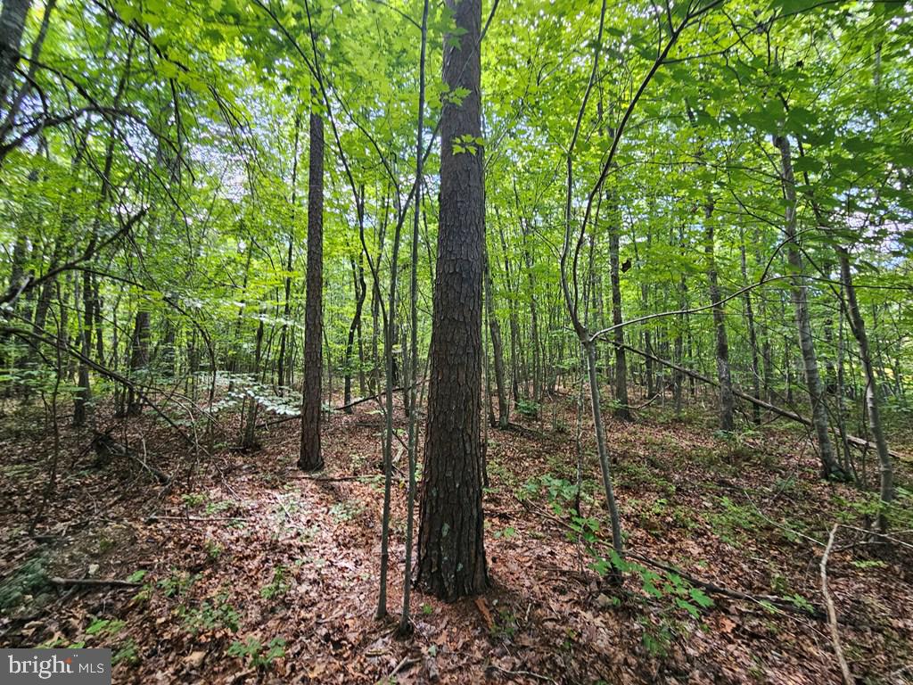 WEST JAMES ANDERSON HWY, GLADSTONE, Virginia 24553, ,Farm,For sale,WEST JAMES ANDERSON HWY,VABH2000220 MLS # VABH2000220