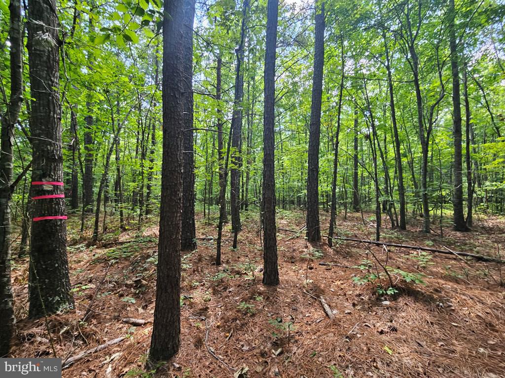 WEST JAMES ANDERSON HWY, GLADSTONE, Virginia 24553, ,Farm,For sale,WEST JAMES ANDERSON HWY,VABH2000220 MLS # VABH2000220