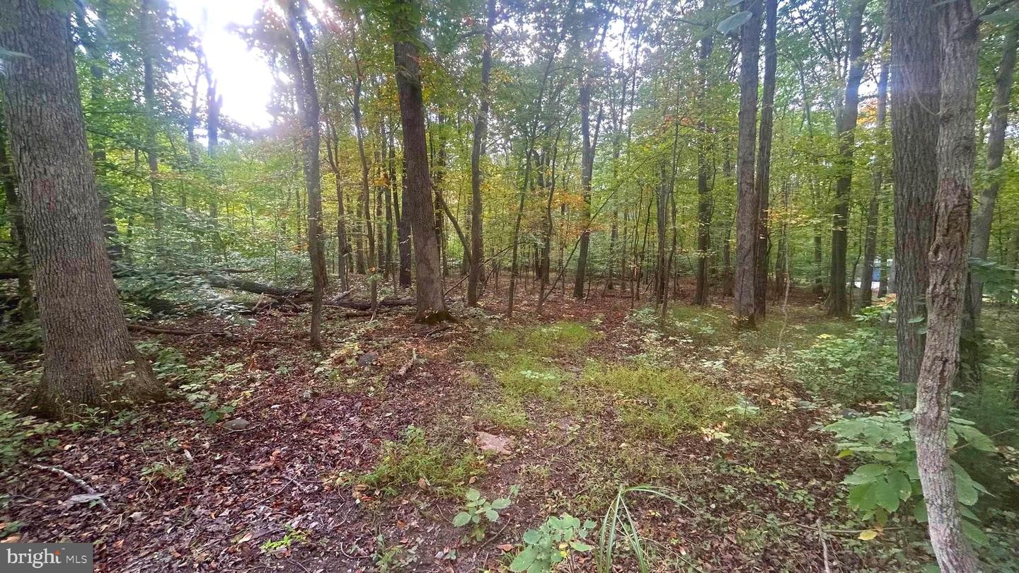 CLIFF LANE, BLUEMONT, Virginia 20135, ,Land,For sale,CLIFF LANE,VACL2006068 MLS # VACL2006068